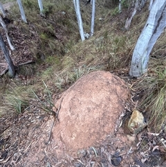 Nasutitermes exitiosus (Snouted termite, Gluegun termite) at Yarralumla, ACT - 3 Jun 2024 by DonFletcher