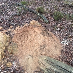 Nasutitermes exitiosus (Snouted termite, Gluegun termite) at O'Connor, ACT - 2 Jun 2024 by DonFletcher