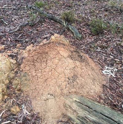 Nasutitermes exitiosus (Snouted termite, Gluegun termite) at O'Connor, ACT - 2 Jun 2024 by DonFletcher