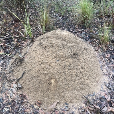 Nasutitermes exitiosus (Snouted termite, Gluegun termite) at O'Connor, ACT - 3 Jun 2024 by DonFletcher