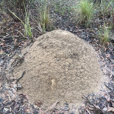 Nasutitermes exitiosus (Snouted termite, Gluegun termite) at O'Connor, ACT - 2 Jun 2024 by DonFletcher