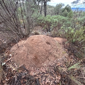 Nasutitermes exitiosus at Acton, ACT - 3 Jun 2024