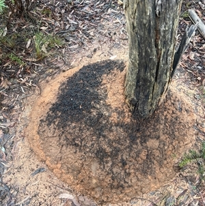 Nasutitermes exitiosus at O'Connor, ACT - 3 Jun 2024