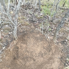 Nasutitermes exitiosus (Snouted termite, Gluegun termite) at Kenny, ACT - 3 Jun 2024 by DonFletcher