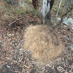 Coptotermes lacteus (Milk Termite) at Acton, ACT - 2 Jun 2024 by DonFletcher