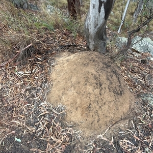 Coptotermes lacteus at Acton, ACT - 3 Jun 2024