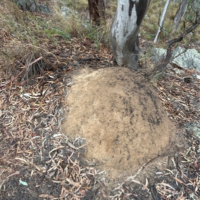 Coptotermes lacteus (Milk Termite) at Acton, ACT - 2 Jun 2024 by DonFletcher