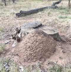 Nasutitermes exitiosus (Snouted termite, Gluegun termite) at Watson, ACT - 3 Jun 2024 by DonFletcher