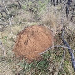 Nasutitermes exitiosus (Snouted termite, Gluegun termite) at Hackett, ACT - 3 Jun 2024 by DonFletcher