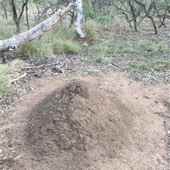 Nasutitermes exitiosus (Snouted termite, Gluegun termite) at Kenny, ACT - 3 Jun 2024 by DonFletcher