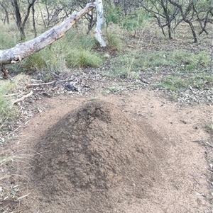 Nasutitermes exitiosus at Kenny, ACT - 3 Jun 2024