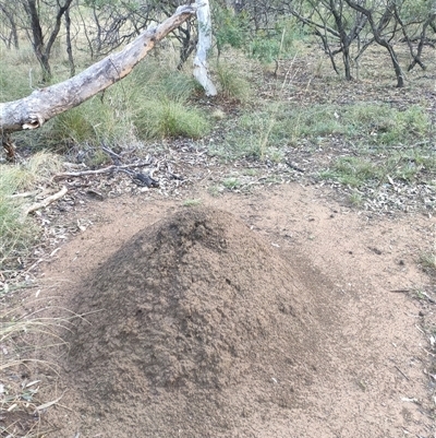 Nasutitermes exitiosus (Snouted termite, Gluegun termite) at Kenny, ACT - 3 Jun 2024 by DonFletcher