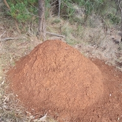 Nasutitermes exitiosus (Snouted termite, Gluegun termite) at Hackett, ACT - 3 Jun 2024 by DonFletcher