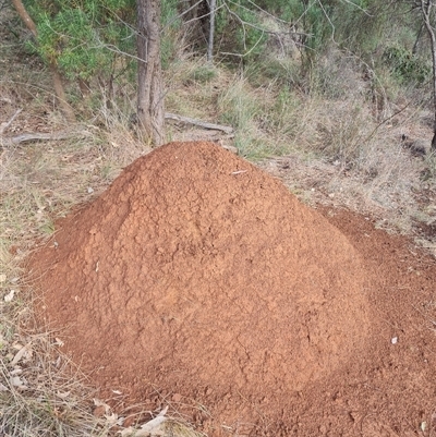 Nasutitermes exitiosus (Snouted termite, Gluegun termite) at Hackett, ACT - 3 Jun 2024 by DonFletcher