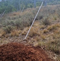 Nasutitermes exitiosus at Hackett, ACT - suppressed