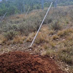 Nasutitermes exitiosus at Hackett, ACT - suppressed