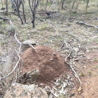 Nasutitermes exitiosus (Snouted termite, Gluegun termite) at Kenny, ACT - 3 Jun 2024 by DonFletcher