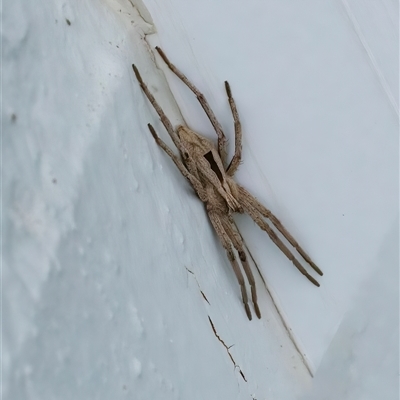 Argoctenus sp. (genus) (Wandering ghost spider) at Googong, NSW - 5 Nov 2024 by WHall