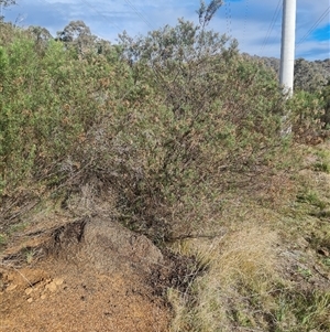 Nasutitermes exitiosus at Hackett, ACT - 3 Jun 2024