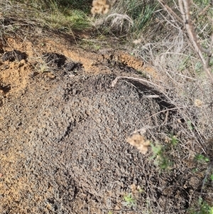 Nasutitermes exitiosus at Hackett, ACT - 3 Jun 2024