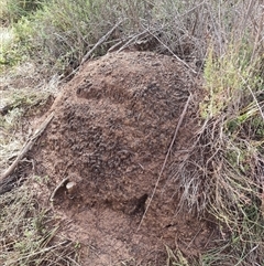 Nasutitermes exitiosus at Hackett, ACT - 3 Jun 2024