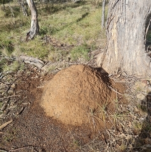 Nasutitermes exitiosus at Hackett, ACT - 3 Jun 2024