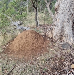 Nasutitermes exitiosus (Snouted termite, Gluegun termite) at Hackett, ACT - 3 Jun 2024 by DonFletcher