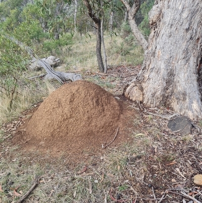 Nasutitermes exitiosus (Snouted termite, Gluegun termite) at Hackett, ACT - 3 Jun 2024 by DonFletcher