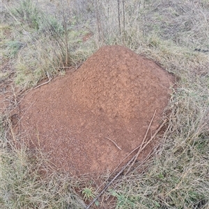 Nasutitermes exitiosus at Hackett, ACT - suppressed