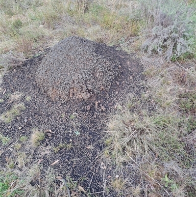 Nasutitermes exitiosus (Snouted termite, Gluegun termite) at Hackett, ACT - 3 Jun 2024 by DonFletcher