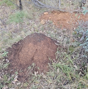 Nasutitermes exitiosus at Hackett, ACT - suppressed