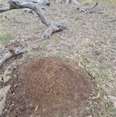 Nasutitermes exitiosus (Snouted termite, Gluegun termite) at Hackett, ACT - 3 Jun 2024 by DonFletcher