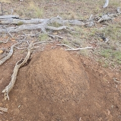 Nasutitermes exitiosus (Snouted termite, Gluegun termite) at Hackett, ACT - 3 Jun 2024 by DonFletcher