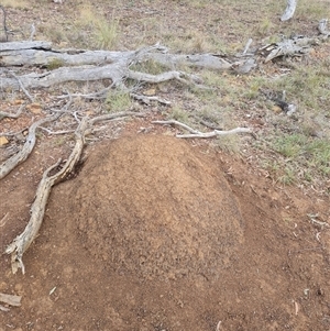 Nasutitermes exitiosus at Hackett, ACT - 3 Jun 2024