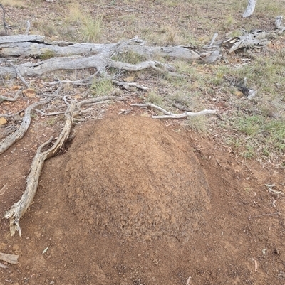 Nasutitermes exitiosus (Snouted termite, Gluegun termite) at Hackett, ACT - 3 Jun 2024 by DonFletcher