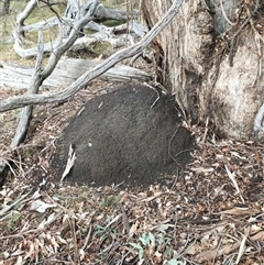 Nasutitermes exitiosus (Snouted termite, Gluegun termite) at Kenny, ACT - 3 Jun 2024 by DonFletcher