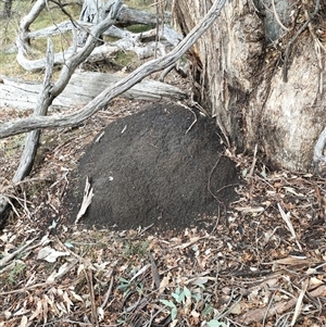 Nasutitermes exitiosus at Kenny, ACT - 3 Jun 2024