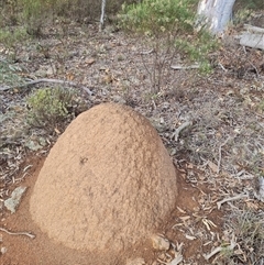 Nasutitermes exitiosus (Snouted termite, Gluegun termite) at Hackett, ACT - 3 Jun 2024 by DonFletcher