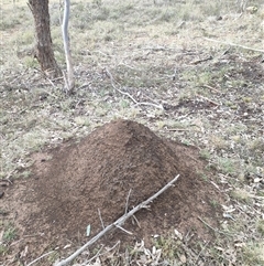 Nasutitermes exitiosus (Snouted termite, Gluegun termite) at Kenny, ACT - 3 Jun 2024 by DonFletcher