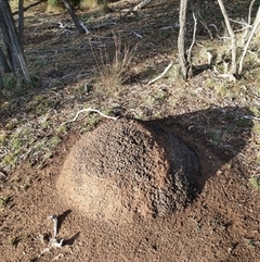 Nasutitermes exitiosus (Snouted termite, Gluegun termite) at Kenny, ACT - 3 Jun 2024 by DonFletcher