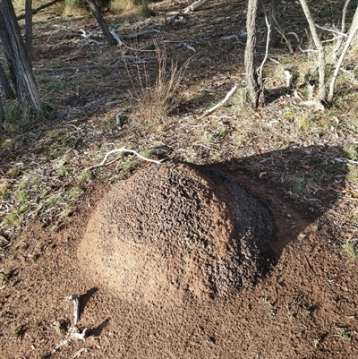 Nasutitermes exitiosus (Snouted termite, Gluegun termite) at Kenny, ACT - 3 Jun 2024 by DonFletcher