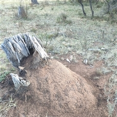 Nasutitermes exitiosus (Snouted termite, Gluegun termite) at Kenny, ACT - 3 Jun 2024 by DonFletcher