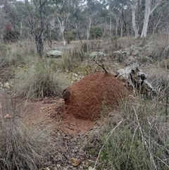 Nasutitermes exitiosus (Snouted termite, Gluegun termite) at Campbell, ACT - 4 Jun 2024 by DonFletcher