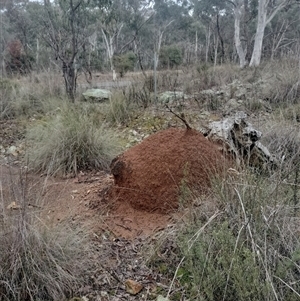 Nasutitermes exitiosus at Campbell, ACT - suppressed