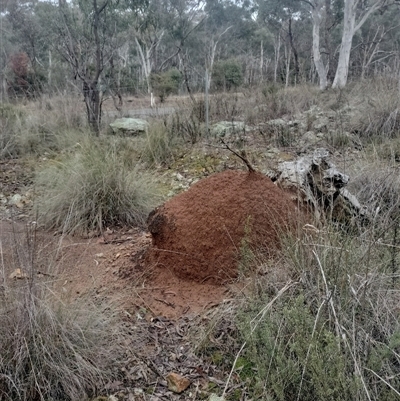 Nasutitermes exitiosus (Snouted termite, Gluegun termite) at Campbell, ACT - 4 Jun 2024 by DonFletcher