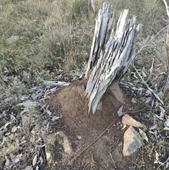 Nasutitermes exitiosus (Snouted termite, Gluegun termite) at Kenny, ACT - 3 Jun 2024 by DonFletcher