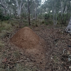 Nasutitermes exitiosus (Snouted termite, Gluegun termite) at Campbell, ACT - 3 Jun 2024 by DonFletcher