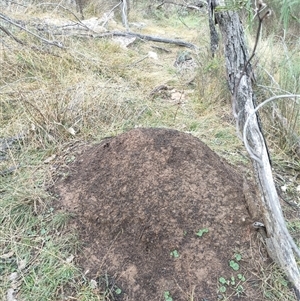 Nasutitermes exitiosus at Kenny, ACT - suppressed