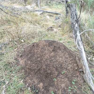 Nasutitermes exitiosus (Snouted termite, Gluegun termite) at Kenny, ACT - 4 Jun 2024 by DonFletcher