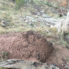 Nasutitermes exitiosus (Snouted termite, Gluegun termite) at Kenny, ACT - 3 Jun 2024 by DonFletcher